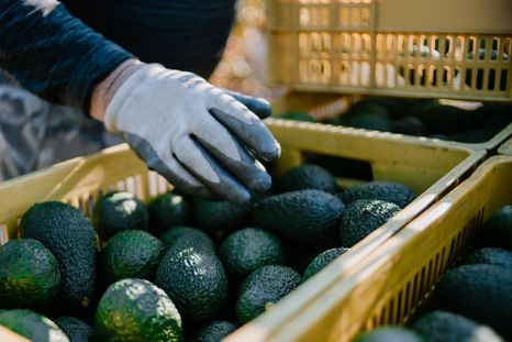 El aguacate tiene un lado oscuro a pesar de ser un alimento saludable Foto: Shutterstock