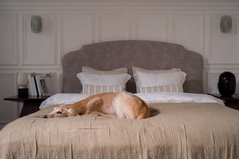 Mascotas Conoce algunos motivos por los que el perro desarrolla fiebre Foto: Pexels