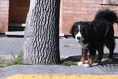 El municipio de Villa Carlos Paz presentó este miércoles una unidad de traslado animal para casos de emergencias y pérdidas de mascotas en la ciudad. Foto: Rodrigo DAngelo / MDZ
