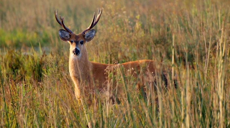Incautaron casi 80 astas y cabezas de ciervos en un restaurante en Neuquén. Foto: web