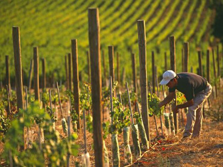 La vitivinicultura debate el mejor modelo para la industria Foto: Archivo MDZ