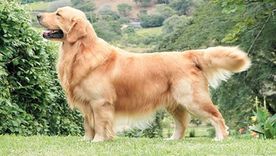 El perro viral que se ganó el corazón de todos en Internet. Foto: Razas de Perros El perro viral que se ganó el corazón de todos en Internet. Foto: Razas de Perros