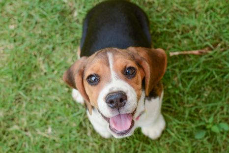 El beagle es uno de los perros con más olfato del mundo Foto: Shutterstock