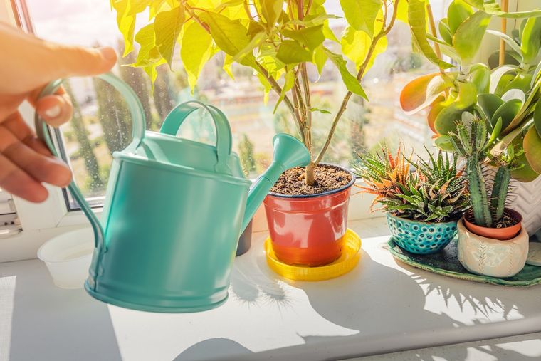 JARDÍN EL RIEGO APORTA NUTRIENTES E HIDRATA A LAS PLANTAS Foto: SHUTTERSTOCK