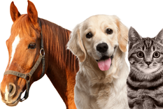 Las mascotas son fundamentales en nuestras vidas. Foto: Equivets.