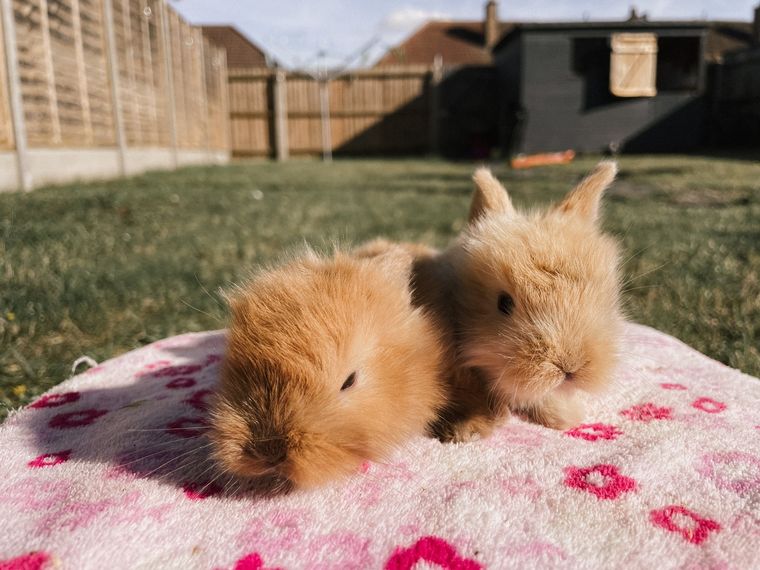 Mirá los videos virales de animales bebés jugando en una granja. (Imagen ilustrativa). Foto: Pexels
