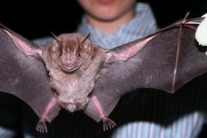 Los murciélagos de los frutos, como el de la imagen, bajo estudio de la OMS. Foto: Wikipedia.