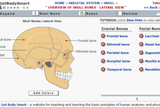 6 webs para aprender anatomia y fisiologia