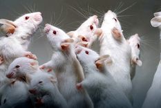 Ratas de laboratorio. Foto: XlSemanal