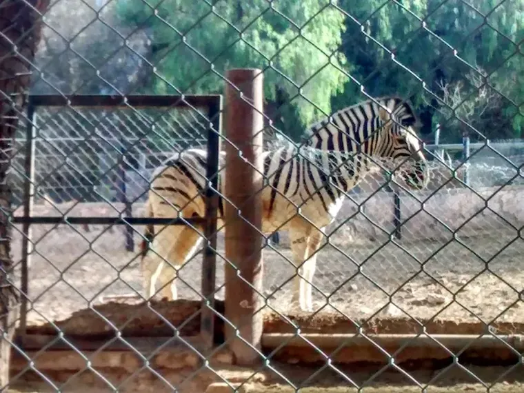 Tras la conclusión de las obras de infraestructura en el Ecoparque, se realizan tareas complementarias. Fechas tentativas. Tras la conclusión de las obras de infraestructura en el Ecoparque, se realizan tareas complementarias. Fechas tentativas.