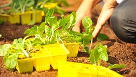 Cuidados para tu huerta y plantas. Foto: UNSPLASH