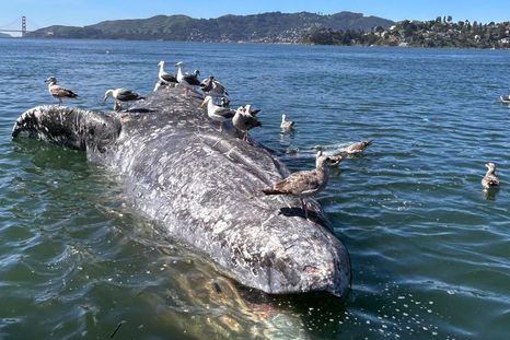 En marzo, el cadáver de una ballena gris hembra adulta apareció flotando en la bahía de San Francisco, en California. En marzo, el cadáver de una ballena gris hembra adulta apareció flotando en la bahía de San Francisco, en California.