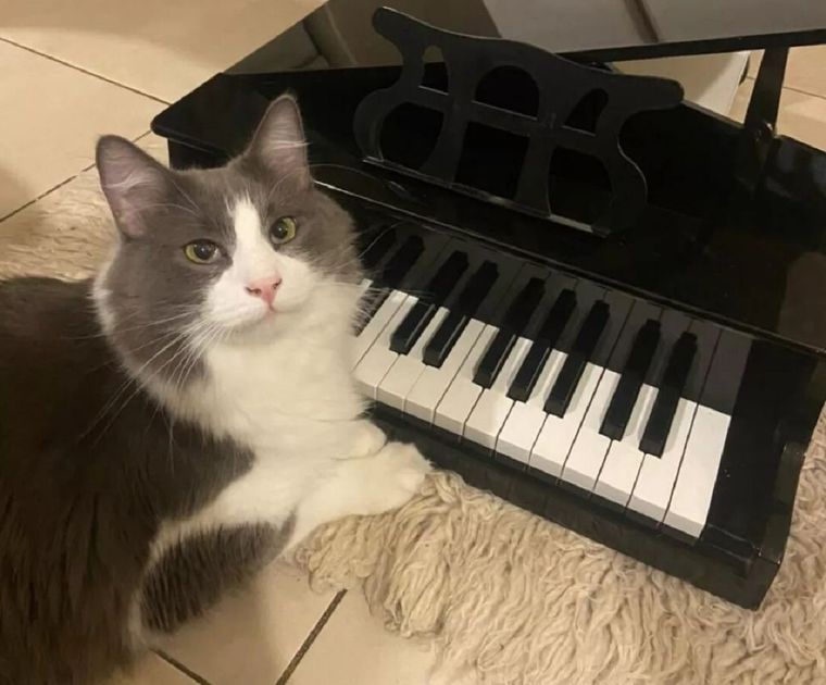 LIMÓN, EL GATO PIANISTA Foto: INSTAGRAM @rochiylimon
