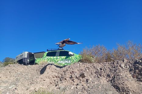 Un grupo de animales fue reinsertado a su hábitat tras ser rescatados y recuperarse en el Ecoparque. Un grupo de animales fue reinsertado a su hábitat tras ser rescatados y recuperarse en el Ecoparque.