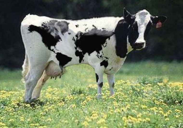 Vacas flacas: El sector lechero afectado por las políticas oficiales. Foto: Web