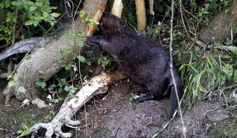 Los castores comparten con los humanos una muy alta tasa de monogamia, según el estudio. Foto Efe Los castores comparten con los humanos una muy alta tasa de monogamia, según el estudio. Foto Efe