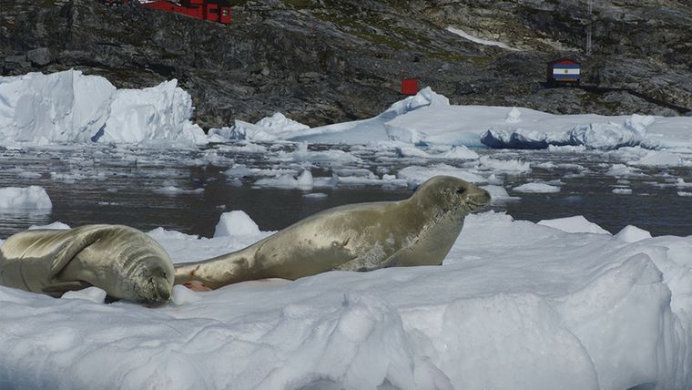 La foca cangrejera fue una de las especies que presentó microplásticos en sus excrementos. Foto: Javier Negrete / Conicet