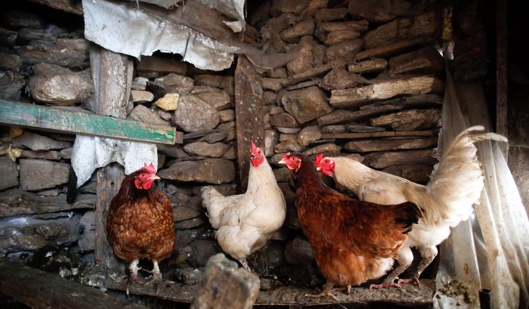 Varias gallinas en un corral, donde suele generarse esta enfermedad. Foto: Dpa.
