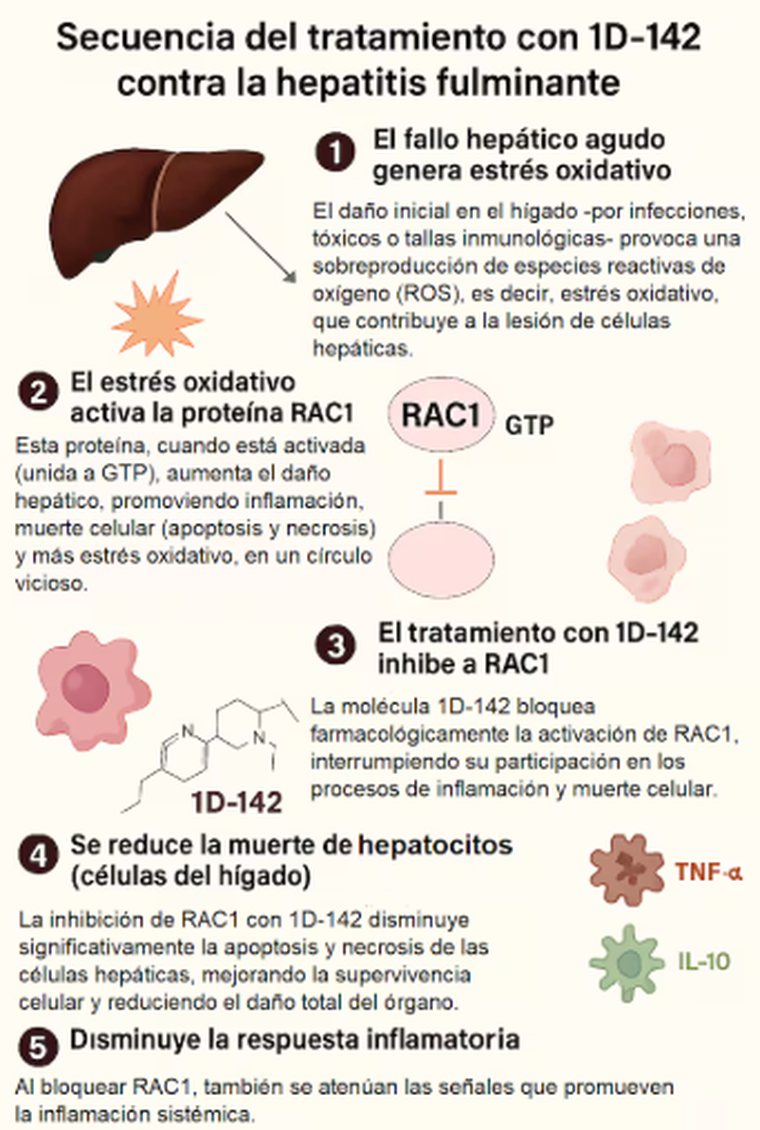 Así es la secuencia del tratamiento de la hepatitis fulminante con la molécula que hallaron los científicos argentinos. Así es la secuencia del tratamiento de la hepatitis fulminante con la molécula que hallaron los científicos argentinos.