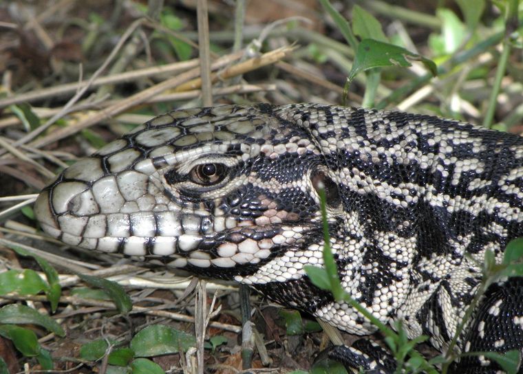 Escamosos El lagarto overo es típico de Sudamérica. Foto: Wikipedia.