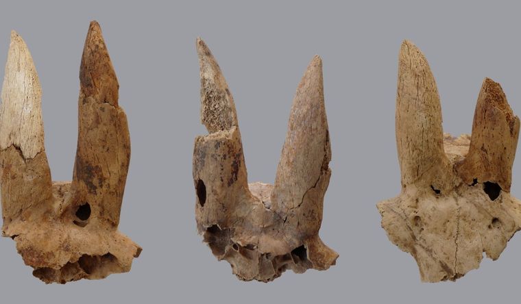 Los egipcios trabajaban los cuernos de las ovejas. Foto: Dpa.