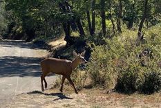 El huemul hallado en el Parque Nacional Lanín Foto: Parques Nacionales