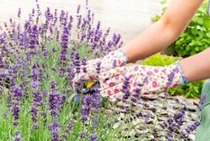 JARDÍN LA LAVANDA ES CONOCIDA POR SU DULCE Y POTENTE AROMA Foto: Shutterstock