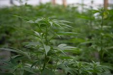 Mendoza sumó su primera empresa al Registro Provincial de Cannabis y Cáñamo Industrial.