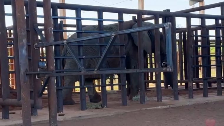 La elfanta Kenya en el Santuario de Brasil.