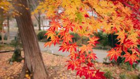 Este árbol es ideal para darle color al jardín en plena temporada de otoño. Este árbol es ideal para darle color al jardín en plena temporada de otoño.