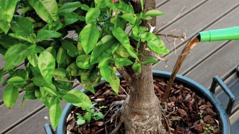 Este abono casero es ideal para recuperar las plantas débiles o marchitas.