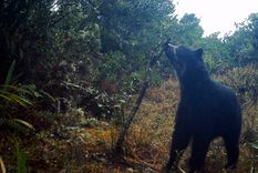 Un jakumari, en la zona andina de Venezuela. Foto: Proyecto Oso Andino Guaramacal