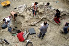Los paleontólogos trabajan sobre fósiles. Foto: Efe.