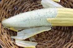 Aprende a cultivar tus propias esponjas vegetales Foto: Agritotal