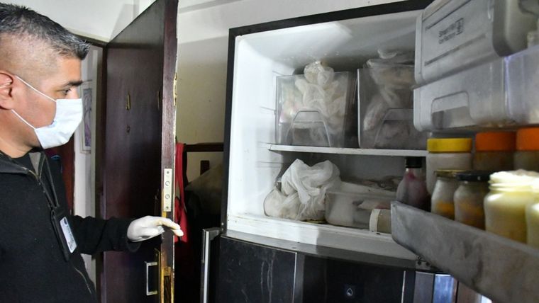 La mujer tenía gatos congelados en el freezer y unos 17 enfermos y desnutridos en su casa