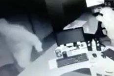 Hábiles Los cacos revisan un par de sitios y luego salen a toda velocidad.