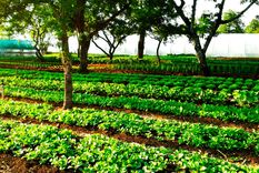 Las hojas que caen de un árbol también son una buena forma de aportar materia orgánica al suelo. Foto: reddit.com/