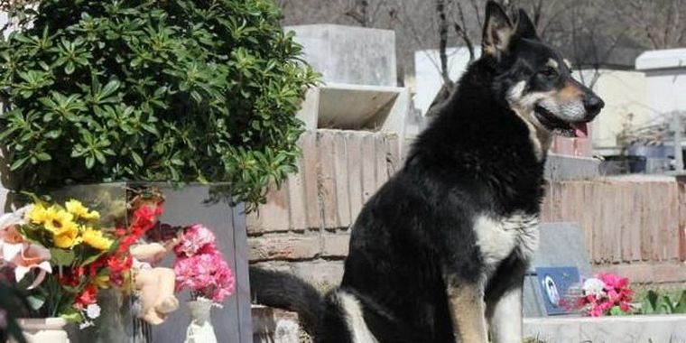 El amor incondicional del animal por quien fuera su dueño.