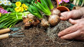 Las plantas que se cultivan a través de bulbos. Foto: ARCHIVO Las plantas que se cultivan a través de bulbos. Foto: ARCHIVO