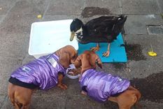 El pato Juan se ha convertido en una especie de mascota de la Ciudad de Mendoza con la que muchos turistas y vecinos se sacaban fotos. Ahora volvió con una cuenta de X que comparte memes de su situación.