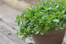 El orégano tiene múltiples beneficios para la salud y es una planta muy sencilla para tener y cuidar en casa. Foto: Shutterstock