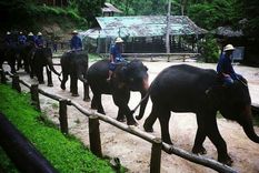 78 elefantes no cargaran mas en su espalda a turistas debido a la crisis por el coronavirus