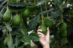 JARDÍN EL AGUACATERO O PALTO RECIBE EL NOMBRE CIENTÍFICO DE Persea americana Foto: SHUTTERSTOCK
