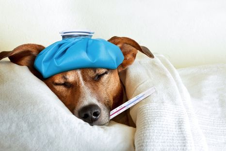 MASCOTAS LOS PERROS SON PROPENSOS A SUFRIR DIFERENTES ENFERMEDADES. Foto: SHUTERSTOCK