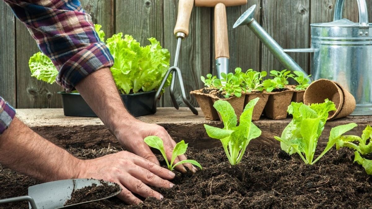Huerta en otoño: qué plantar en mayo para tu jardín o balcón