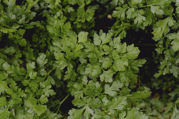 El jardín se llenará de cilantro en poco tiempo. Fuente: Freepik