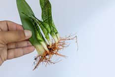 Estos enraizantes caseros se realizan con ingredientes de cocina Foto: Shutterstock