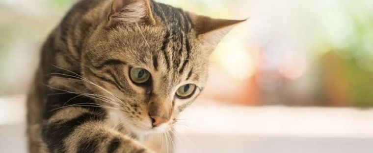Al igual que los perros, los gatos tienen su propio lenguaje Foto: Shutterstock