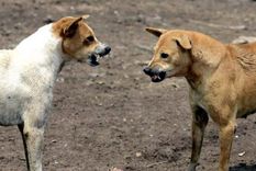El misterio de las jaurías de perros asesinos a las que culpan de la muerte de 12 niños en India