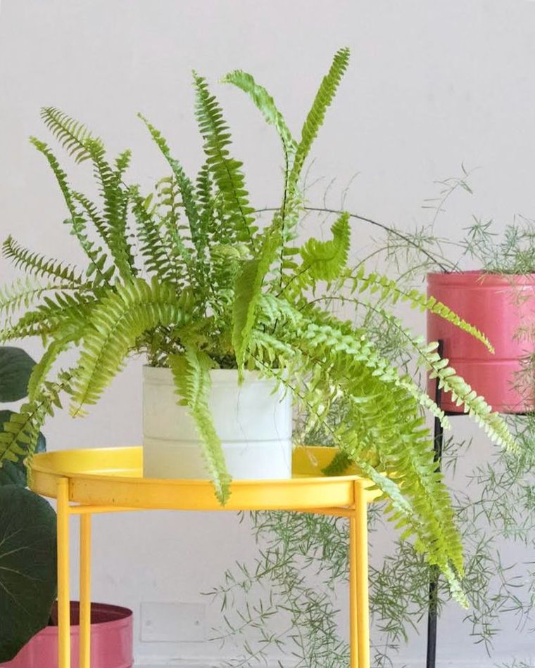 Las plantas deben complementarse con ventilación para evitar problemas de humedad. Foto: Archivo Las plantas deben complementarse con ventilación para evitar problemas de humedad. Foto: Archivo